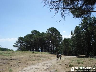 Pinares de Piedralaves; rutas a pie por madrid rutas senderismo cercedilla ruta sierra madrid